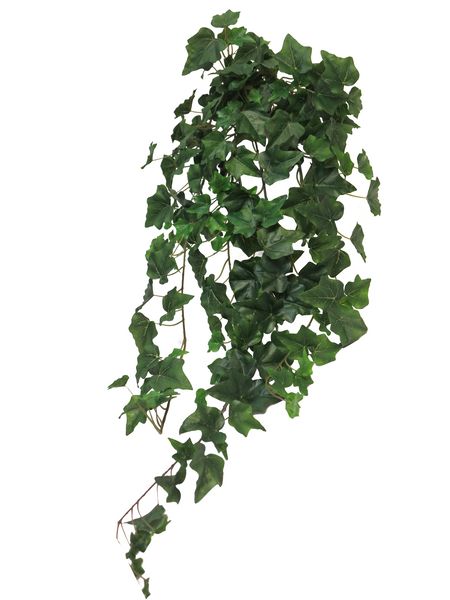Hanging plant Ivy Chicago 86cm green - 81194951 Hanging plant Ivy Chicago 86cm green - 81194951