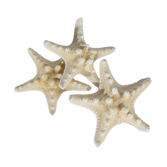 Starfish knobi bleach 20/bag - 81230166 Starfish knobi bleach 20/bag - 81230166