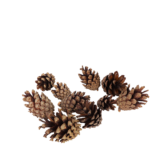 Silvester cone naturel 5kg - 81245603 Silvester cone naturel 5kg - 81245603