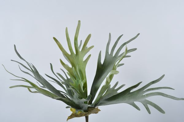 Shrub Deer horn 48cm green - 81262676 Shrub Deer horn 48cm green - 81262676