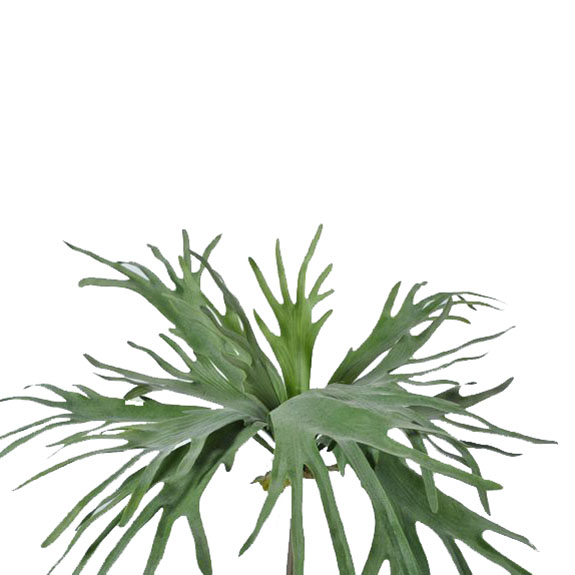 Shrub Deer horn 79cm green - 81262677 Shrub Deer horn 79cm green - 81262677