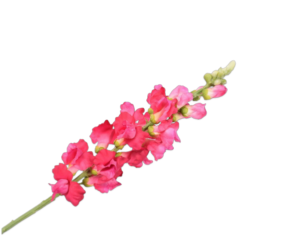 Snapdragon 81cm beauty - 81270304 Snapdragon 81cm beauty - 81270304